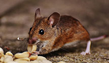24 Hour & Emergency Exterminators in Burnt House, WV
